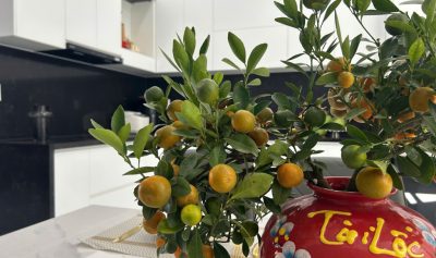 KHÔNG GIAN SỐNG HIỆN ĐẠI TẠI VŨNG TÀU – GIẢI PHÁP NỘI THẤT GỖ TINH GỌN TỪ GREENHOME